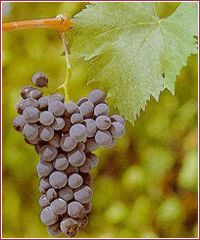 Sangiovese grosso
